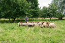 Herder Ward De Cooman tussen de schapen.