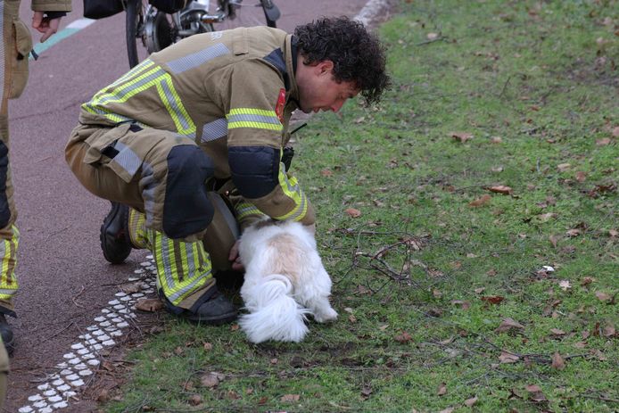 De hond kwam vast te zitten, waardoor de vrouw op de scootmobiel haar uitlaatronde in Waalwijk tijdelijk moest staken.