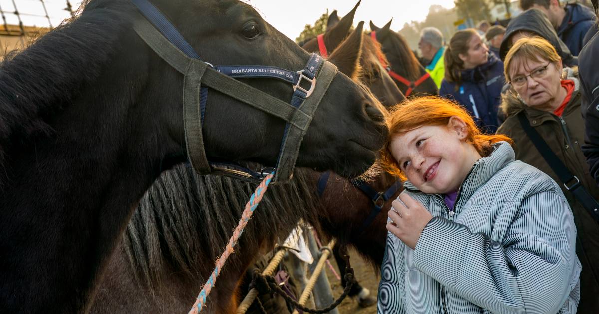 Ook paardenmarkt Hedel in de lift; iets meer paarden dan in 2023