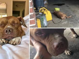 Lola zat 8 jaar lang vastgeketend op beton, nu palmt ze (terecht) werkelijk alle bedden in