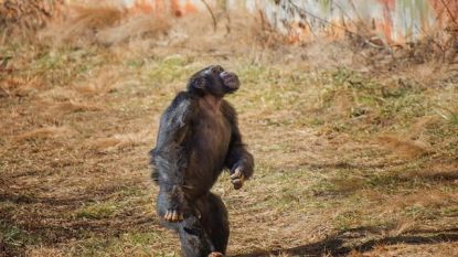 Wat een beeld: aap uit labo ziet voor het eerst onbelemmerd de lucht en vergaapt zich aan al dat moois