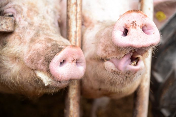 dun Surrey boog Te weinig varkensspeelgoed Erp: bedrijf krijgt boete van 6000 euro | Uden,  Veghel e.o. | bd.nl