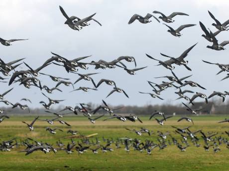 Roofvogeldrone moet ganzen van Zeeuwse akkers verjagen
