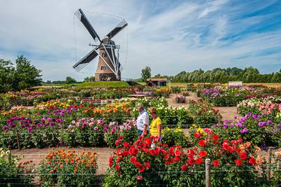 Rekkense dahliatuin zaterdag in het licht