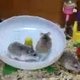 Ratrace