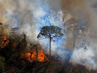 Dit plan moet het Amazonewoud van de ondergang redden: Brazilië pakt illegale ontbossing aan