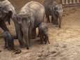 Babyboom in Planckendael: al derde olifantenbaby in amper vier maanden