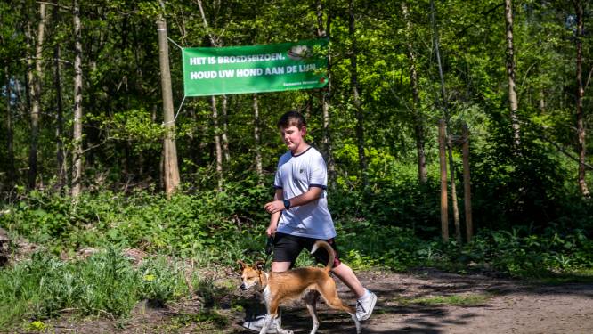Honden aan de lijn: Helmond hoopt met publieksactie de wilde dieren in het bos te beschermen