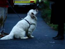 Vrouw zwemt hond achterna en komt vast te zitten op eiland