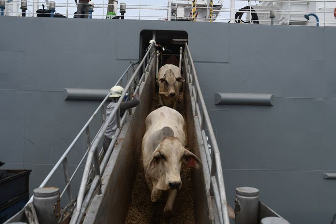 Illustratiebeeld export runderen via de zee.