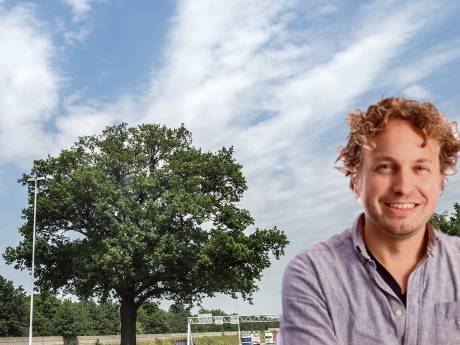 Bomenkap is vaak een keus voor kille efficiëntie