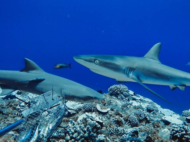 Aantal haaien bij koraalriffen daalt flink