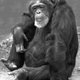 Primatoloog Frans de Waal: ‘Als mannen hun handen en hun dickpics thuishouden, doen gemengde teams het heel goed’