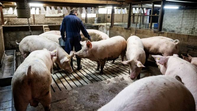 Varkensboeren die vrijwillig stoppen krijgen 154 euro per dier