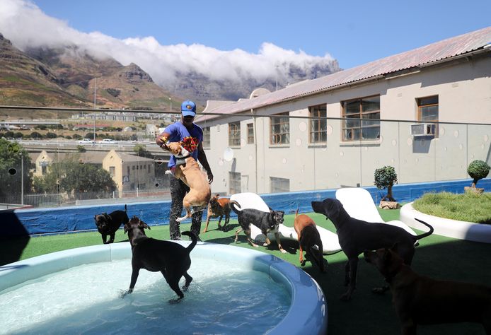 Honden spelen met een van de werknemers van SuperWoof bij het plonsbad.