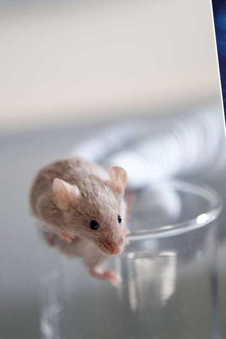 La privation de sommeil chez la souris pourrait favoriser l’apparition de la maladie d'Alzheimer: qu'en est-il de l’Homme?