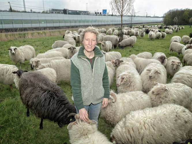 Schaapsherder Daphne komt even logeren... met haar 250 schapen