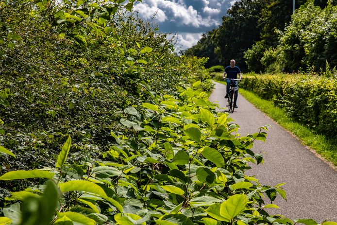 De Japanse duizendknoop groeit op meer dan duizend locaties in de gemeente Deventer.