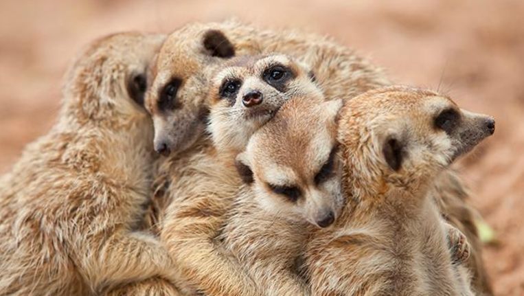 Allesbehalve Schattig Stokstaartjes Zijn De Meest Moordende Zoogdieren 