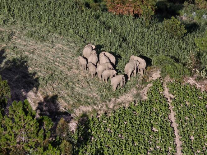 Reizende kudde olifanten, die in China voor meer dan 1 miljoen euro schade aanrichtte, bijna thuis