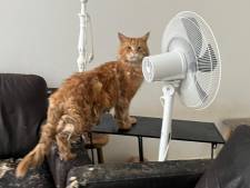 Inspecteurs nemen 23 kostbare Maine Coon-katten in bewaring: ‘Leefden in eigen uitwerpselen’