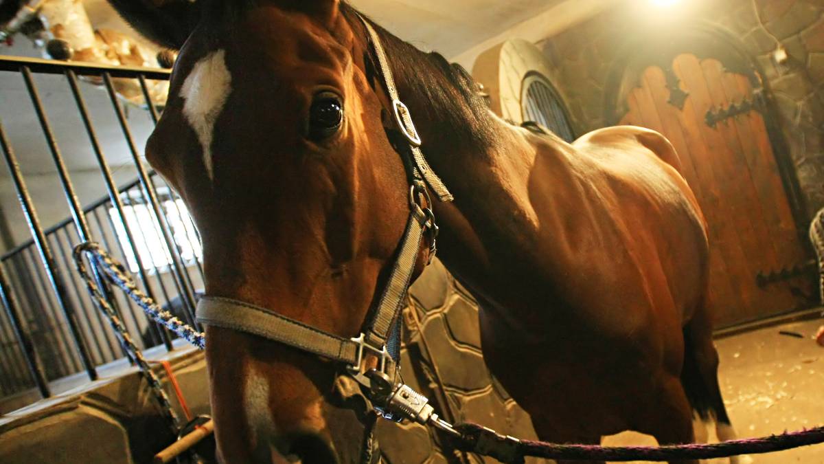 17-jarige uit Hoorn opgepakt na misbruik paarden en cavia | Binnenland |  AD.nl