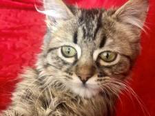 Le Pérou met les points sur les i: “Le chaton Lee a toujours été le bienvenu ici”