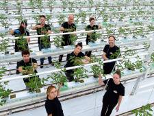 Oproep tomatenkweker in Dinteloord: ‘Omarm de arbeidsmigranten, ze zijn hard nodig’