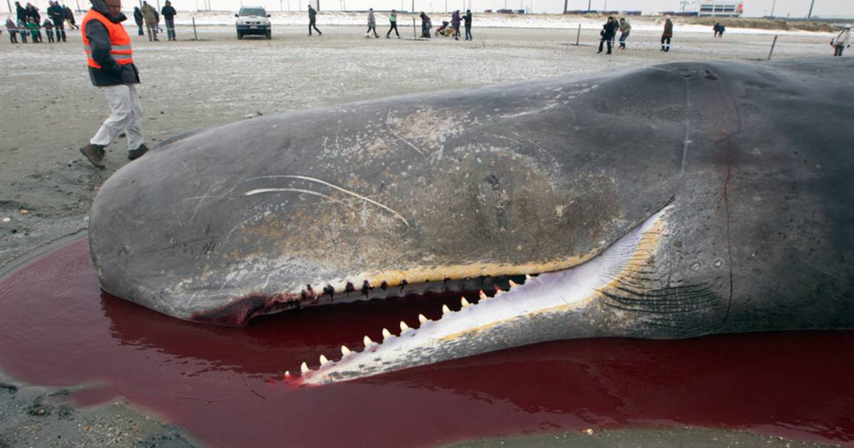 Сердце синего кита весит семьсот килограммов. Самый большой Кашалот.