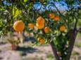 Un oranger en Espagne.
