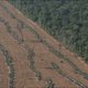 Regenwoud Amazonegebied krimpt verder in