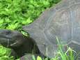 Galapagos: nieuwe soort reuzenschildpad