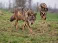 Europarlement bindt strijd aan met wolf, afschieten moet makkelijker worden