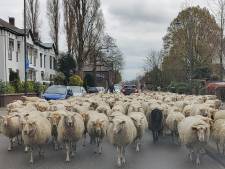Met 250 schapen dwars door de stad: ‘Het is alsof je met pubers op stap bent’