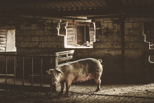 New pigs on the block