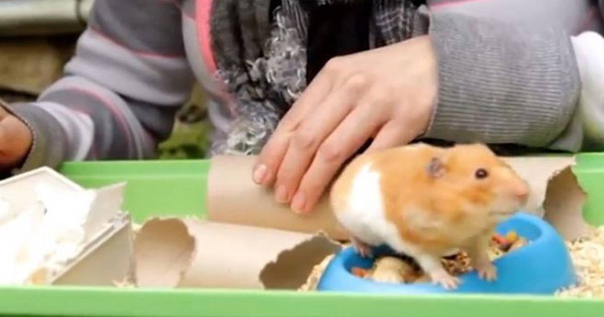 Hamster verrijst uit de dood Bizar hln.be