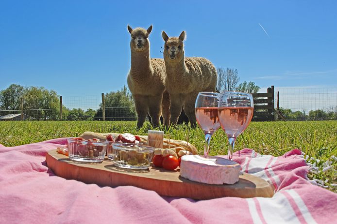 Picknicken tussen de alpaca’s.