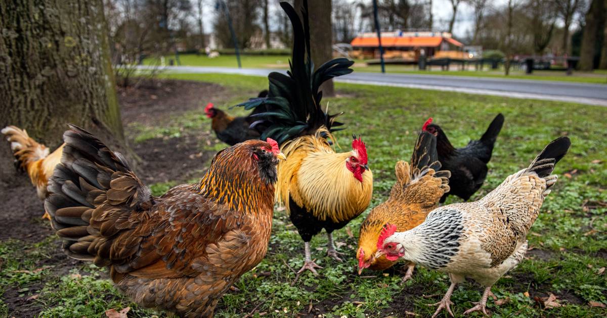 Van kippen tot een grasmaaier: verwarde man steelt tijdens ochtendrondje wat hij tegen komt.