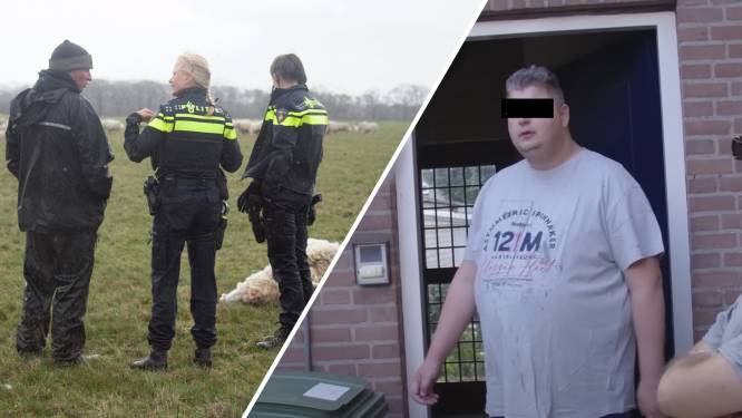 Slachting onder schapen in Renkum • Hoe de kozijnenman mensen bij de neus nam