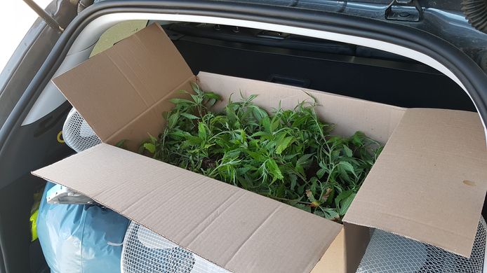 Archief. De recherche van PZ Spoorkin ontmantelde op 13 april een cannabisplantage in een oude loods in Veurne.  Wat u ziet op de foto, is slechts een fractie.