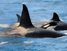 Orka's rammen zeilboten voor de Spaanse en Portugese kust