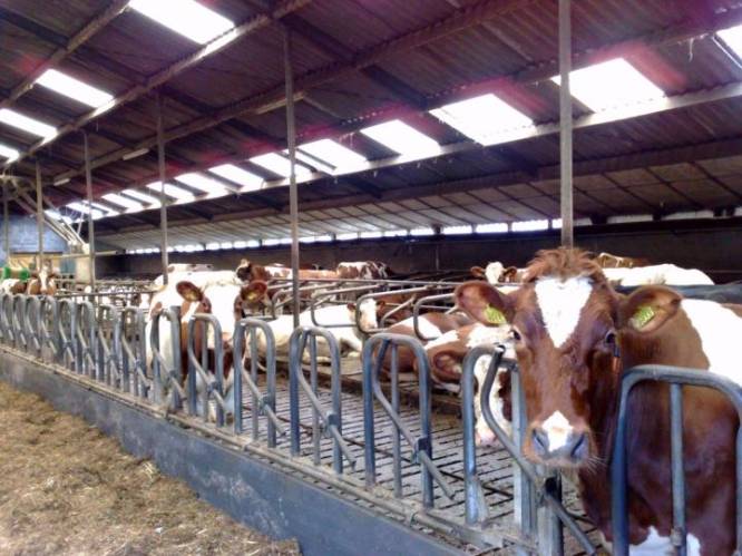 Voorlopig geen vergunningen meer voor uitstootarme stallen; ‘Brabantse deadline nu volkomen onhaalbaar’