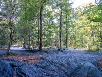 Grote netten voor eikeloogst in Buggenhout Bos: “2022 is uitzonderlijk jaar”