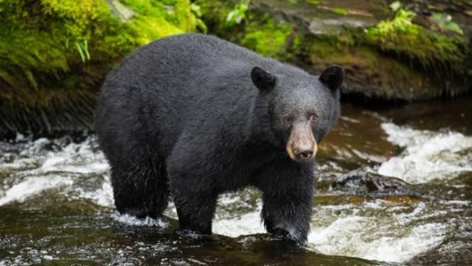 Natuurreservaat sluit deuren nadat toeristen selfies met beren nemen
