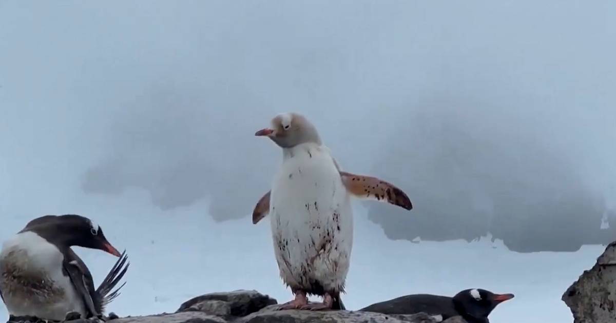 Video van de Dag Deze pinguïn heeft een bijzondere afwijking Regio destentor.nl