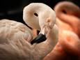 In de kolonie flamingo’s van de Antwerpse zoo springt één dier in het oog omdat het geen roze, maar witte kleur heeft.