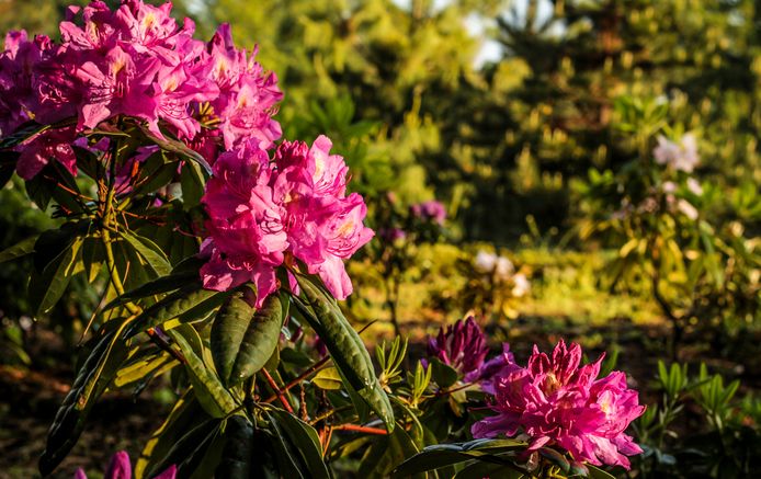 De rododendron.