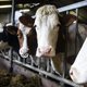 Zieke dieren en hoge energieprijzen brengen veevoerfabrikant ForFarmers in zwaar weer