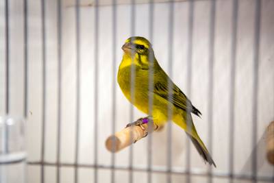 Vogelshow bij L’Union in Liempde