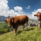 Kudde koeien doodt Duitse wandelaarster in Tirol